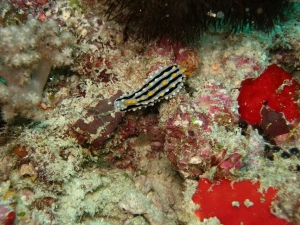 Crociera Maldive2007_154.jpg
